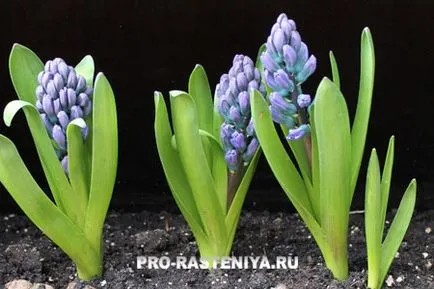 Зюмбюл (Hyacinthus) засаждане, грижи, отглеждане