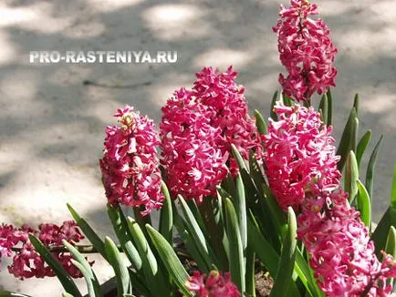 Зюмбюл (Hyacinthus) засаждане, грижи, отглеждане