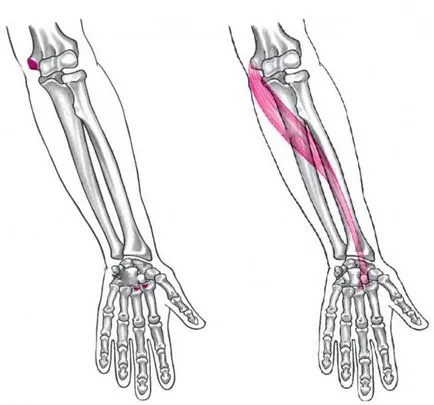 Principalele ulnaris Carpi a tendonului flexor