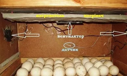 Inkubátor a doboz hogyan lehet a saját kezét