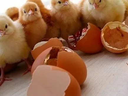 Inkubációs brojler tojást otthon, különösen, hőmérséklet-szabályozás