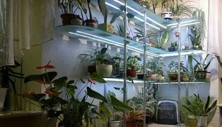 A mesterséges fény szobanövények saját kezűleg