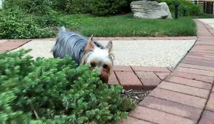 Yorkshire terrier kölykök és felnőtt oltott, fotó és videó