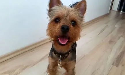 catelusi Yorkshire Terrier si adulti vaccinate, foto și video