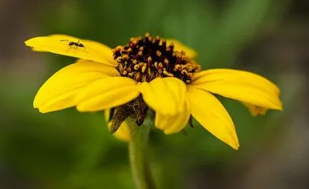 Megszabadulni hangyák a színeket, hogy rovar virágcserepek
