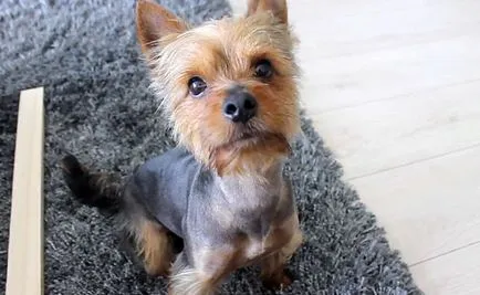 catelusi Yorkshire Terrier si adulti vaccinate, foto și video