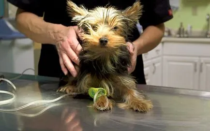 Yorkshire terrier kölykök és felnőtt oltott, fotó és videó