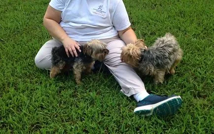 catelusi Yorkshire Terrier si adulti vaccinate, foto și video