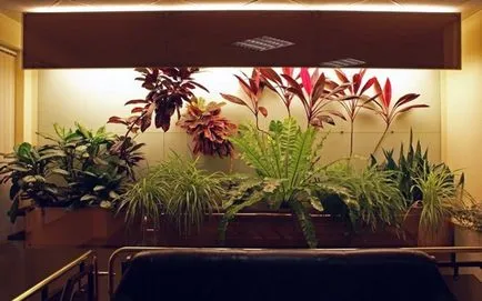 Изкуствената светлина за стайните растения със собствените си ръце