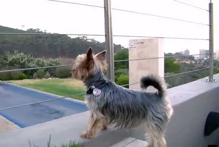 Yorkshire terrier kölykök és felnőtt oltott, fotó és videó