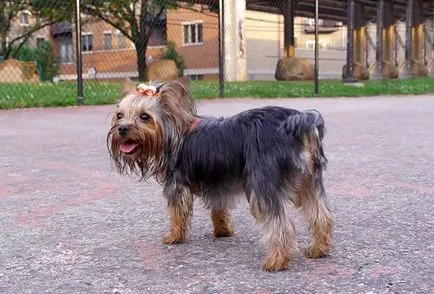 catelusi Yorkshire Terrier si adulti vaccinate, foto și video