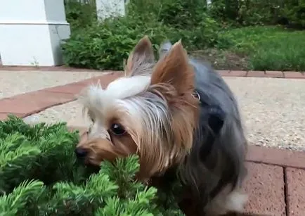 Yorkshire terrier kölykök és felnőtt oltott, fotó és videó