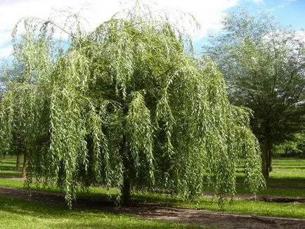 (Salix alba)