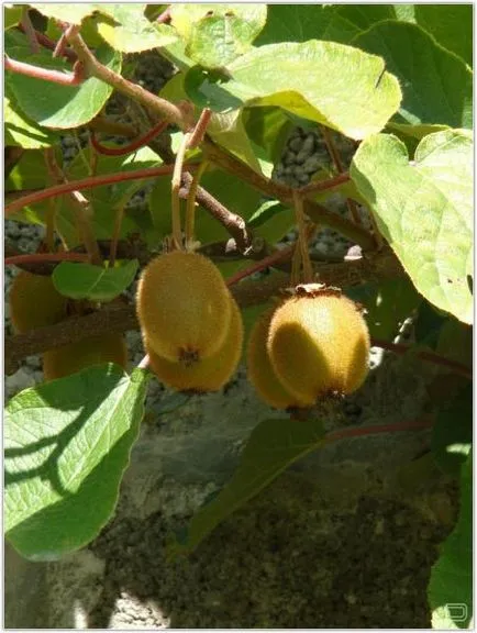 A történet kiwi (8 fénykép)