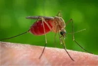 Как да се отървем от комари в улица или лятна вила