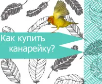 Как да си купите канарче правилния избор, нашите птици