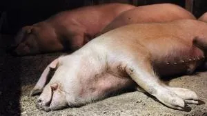 Cum de a trata erizipel la porci folosind ser și antibiotice, și simptome și semne ale bolii