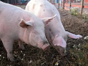 Cum de a trata erizipel la porci folosind ser și antibiotice, și simptome și semne ale bolii