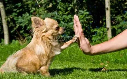 Hogyan vonat egy kutya tippek és kép - Animal Kingdom