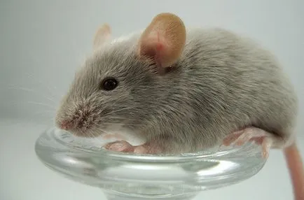 Как да се отървем от мишките в апартамента и къщата завинаги