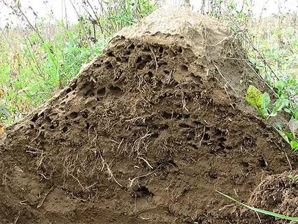 Как да се отървем от мравки в градината завинаги и бързо