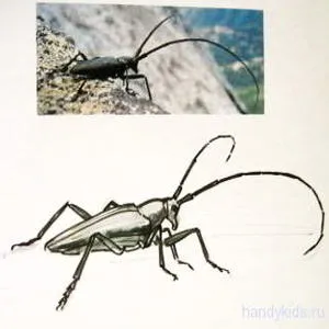 Cum de a desena un gândac și gândacul de colorat