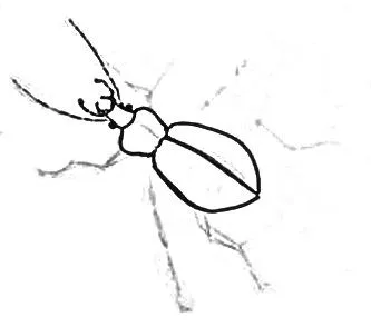 Cum de a desena un gândac și gândacul de colorat