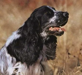 Hogyan kell tanítani a kutyát, hogy semmit, Hunter