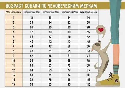 Как да се определи възрастта на кучето с маса човешки стандарти