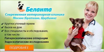 Как да се отбие ухапване кученце на всяка порода - блог ветеринари - belanta