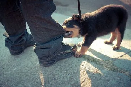 Как да се отбие ухапване кученце на всяка порода - блог ветеринари - belanta