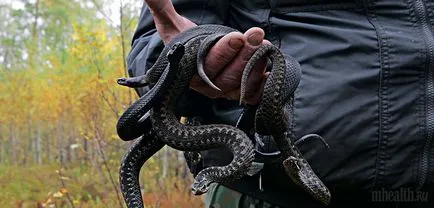 Hogyan lehet elkapni egy vipera kezét többes megy egy látogatás a kígyók, szabadidő, élet, emberek - s egészségügyi Magyarországon