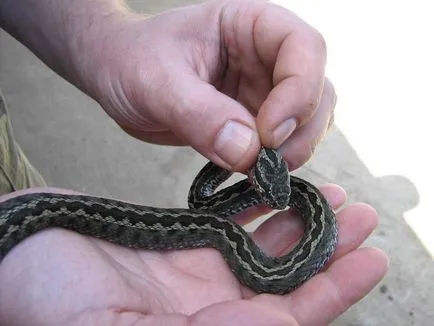 Hogyan lehet elkapni a kígyók közé tartozik, hogy hogyan fog egy vipera kezét többes megy egy látogatás a kígyók
