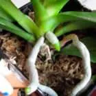 Как да се съживи Phalaenopsis орхидеите