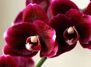 Как да се съживи Phalaenopsis орхидеите