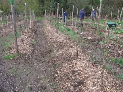 Cum să planteze puieți sau butași de coacăz de toamnă