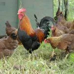 Tsarskoselskaya порода пилета, местоположение, ревюта, снимки