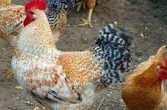 Tsarskoselskaya порода пилците описание, снимки и ревюта на домашни птици Фермерите