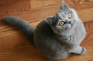 Британска късокосместа порода описание - котка глупак
