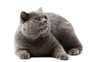 Британска късокосместа порода описание - котка глупак