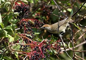 Sambucus свойства, бъз третиране