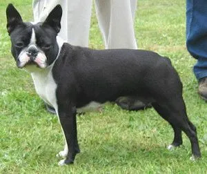 caracterul Boston Terrier și sănătatea câinelui