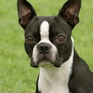 Boston terrier jelleget és az egészség a kutya