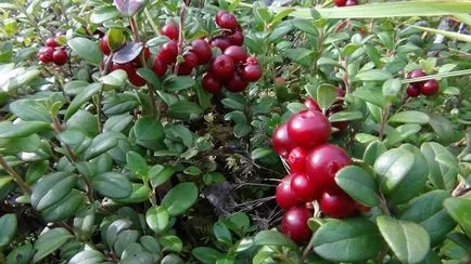 Cranberries - hogy növelje vagy csökkentse a nyomást
