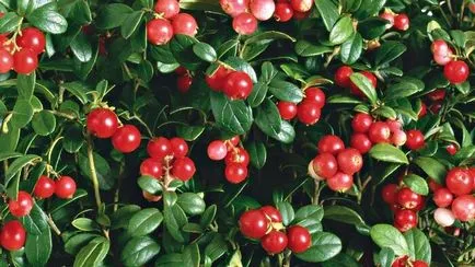 Lingonberry növeli vagy csökkenti a vérnyomást 1
