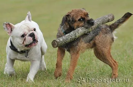 Border terrier fajta leírás, kutyák, természet fotók, az ár a kölykök