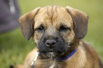 Terrier Border - fotografii, videoclipuri, descriere rasa si recenzii ale proprietarilor