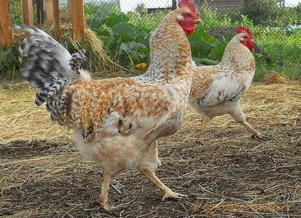 Tsarskoselskaya порода пилета, местоположение, ревюта, снимки