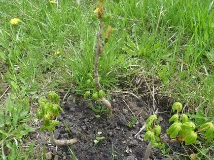 plantarea de copaci Buketnye