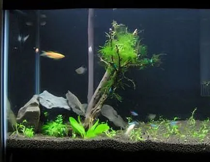 Bonsai in acvariu - un acvaristi începător